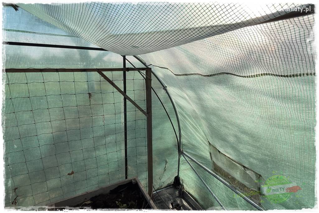 szklarnia w ogrodzie 116