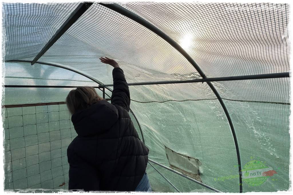 szklarnia w ogrodzie 117