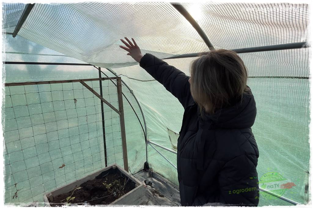 szklarnia w ogrodzie 118