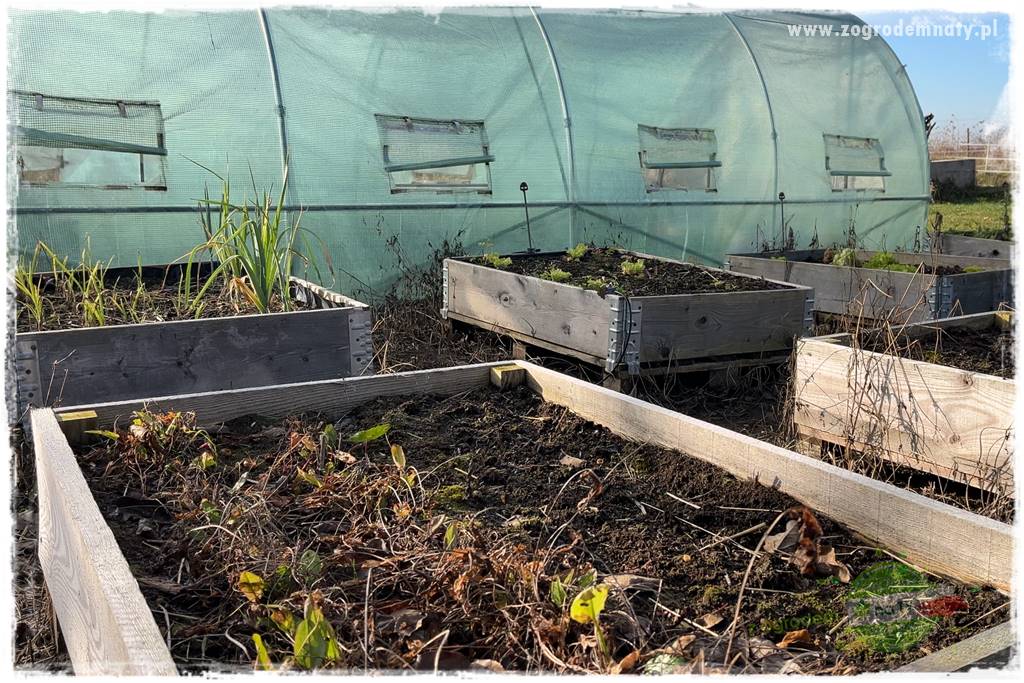 szklarnia w ogrodzie 9