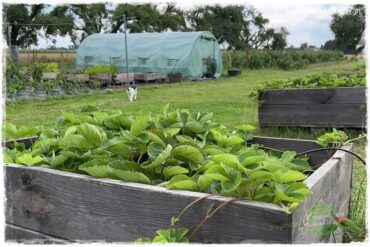 szklarnia w ogrodzie 99