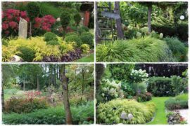 Hakonechloa smukła 0