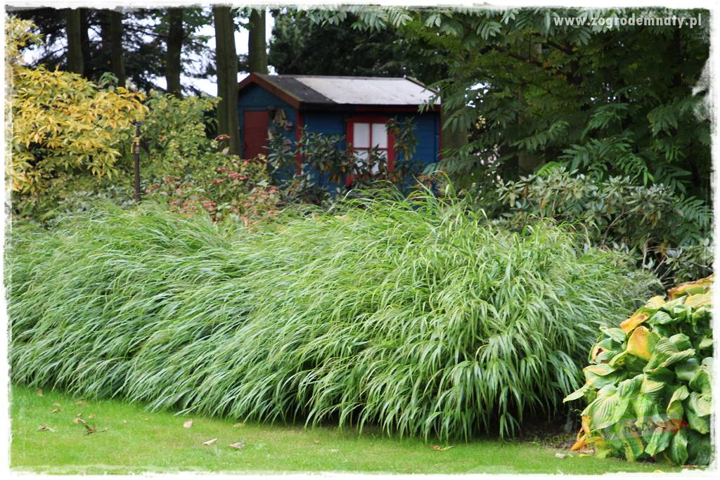 Hakonechloa smukła 1