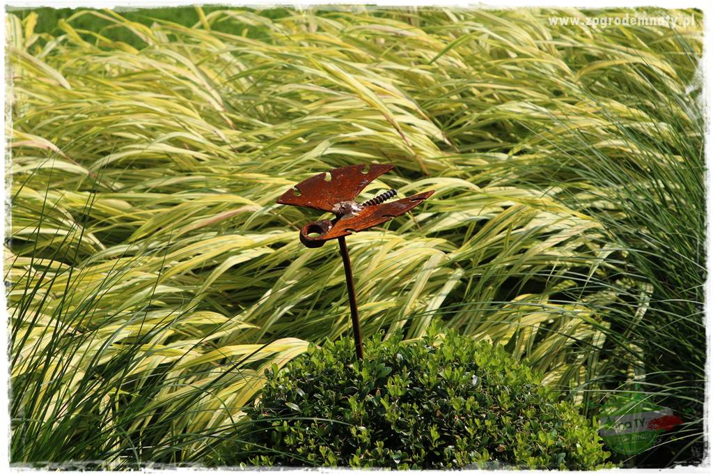 Hakonechloa smukła 10