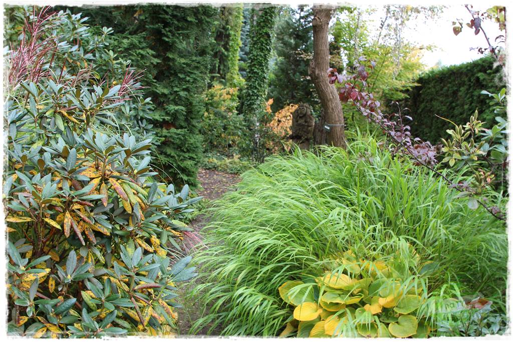 Hakonechloa smukła 11