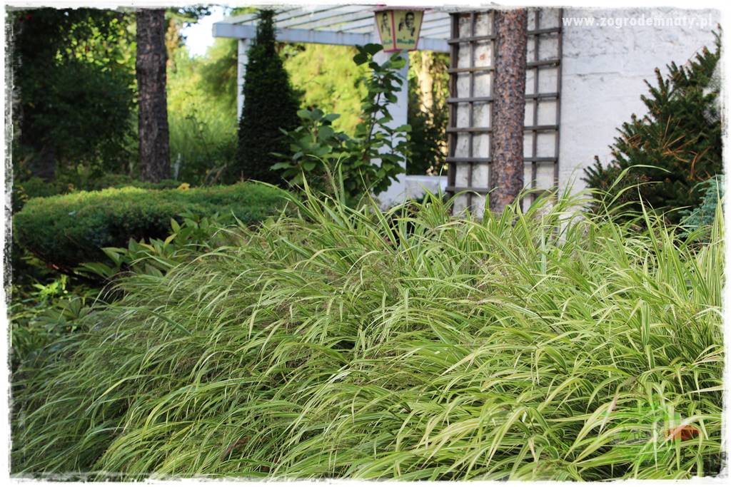 Hakonechloa smukła 12