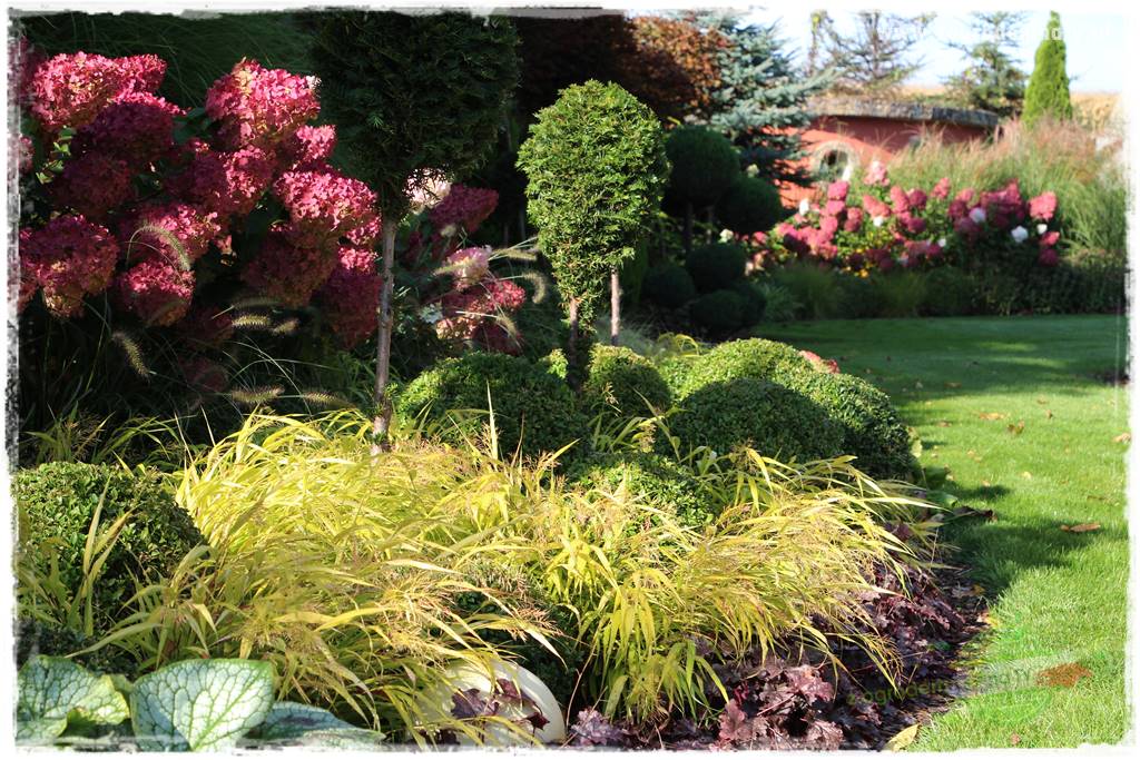 Hakonechloa smukła 13