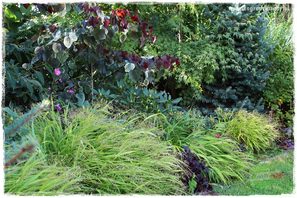 Hakonechloa smukła 14