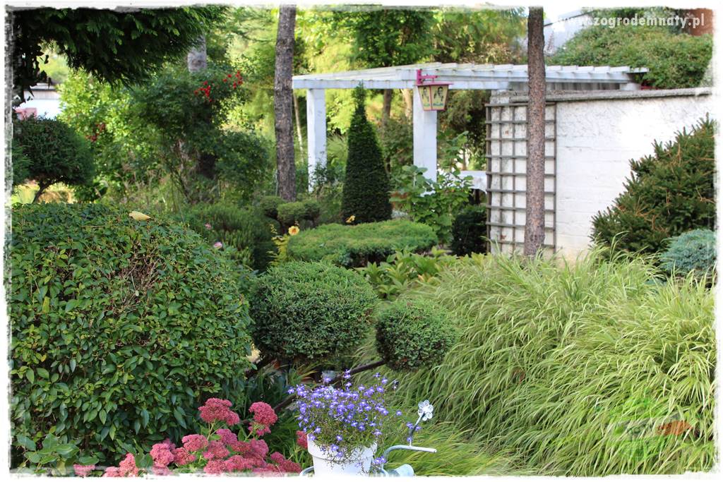 Hakonechloa smukła 16