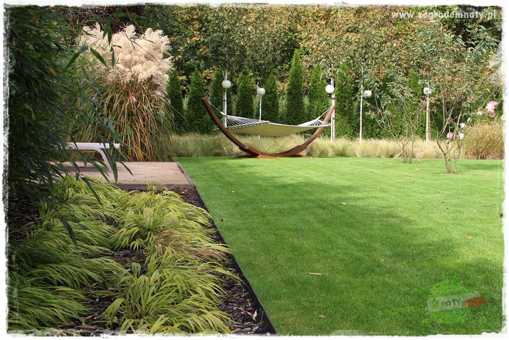 Hakonechloa smukła 18