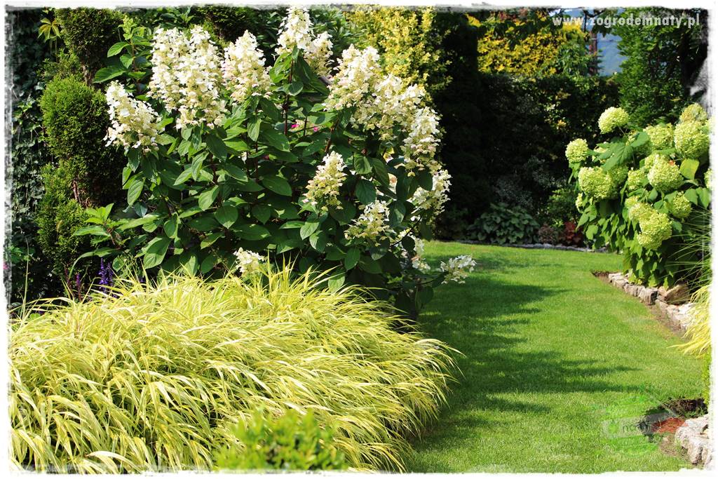 Hakonechloa smukła 19