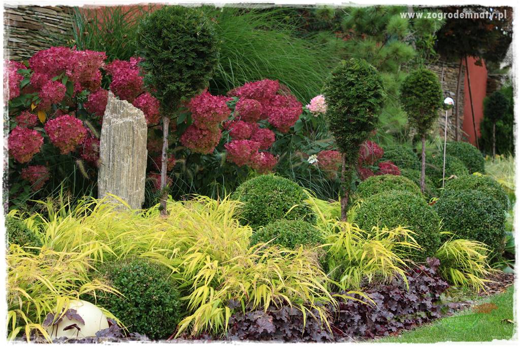 Hakonechloa smukła 2