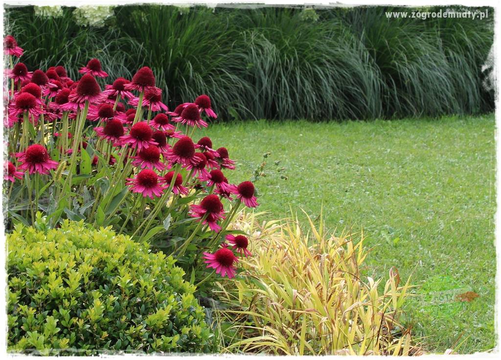 Hakonechloa smukła 20