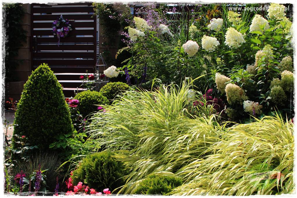 Hakonechloa smukła 21