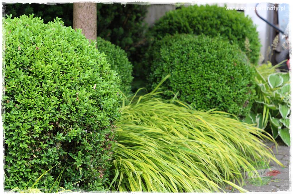 Hakonechloa smukła 22