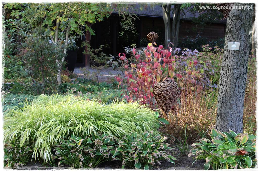 Hakonechloa smukła 23