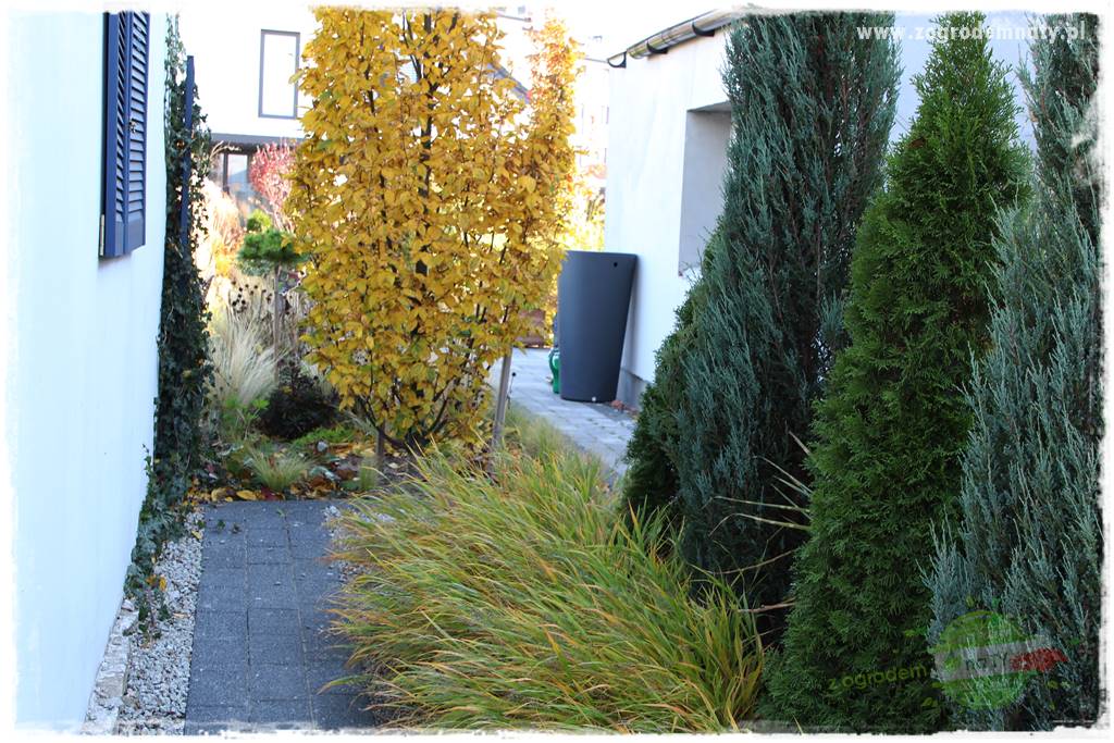 Hakonechloa smukła 24