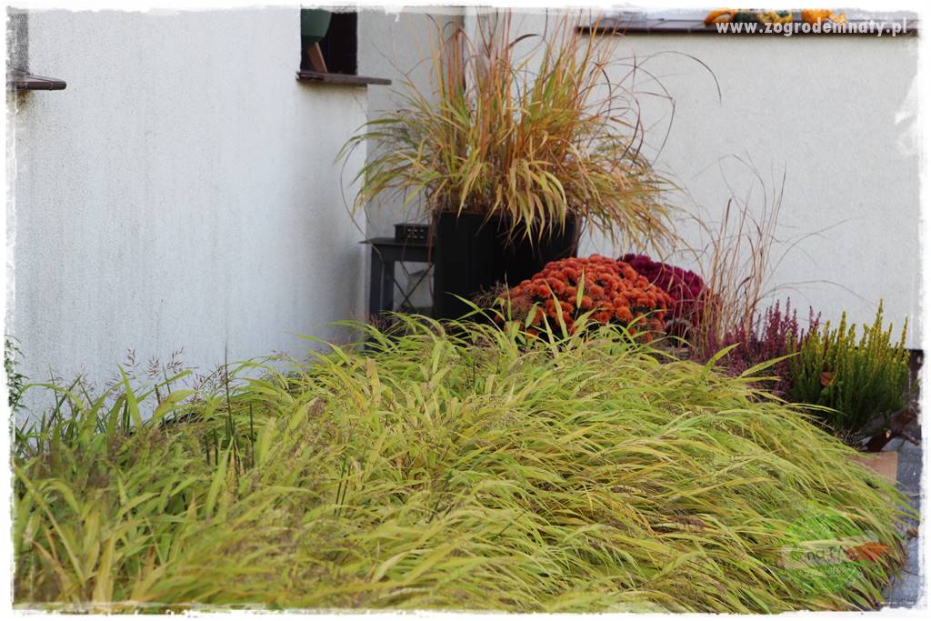 Hakonechloa smukła 25