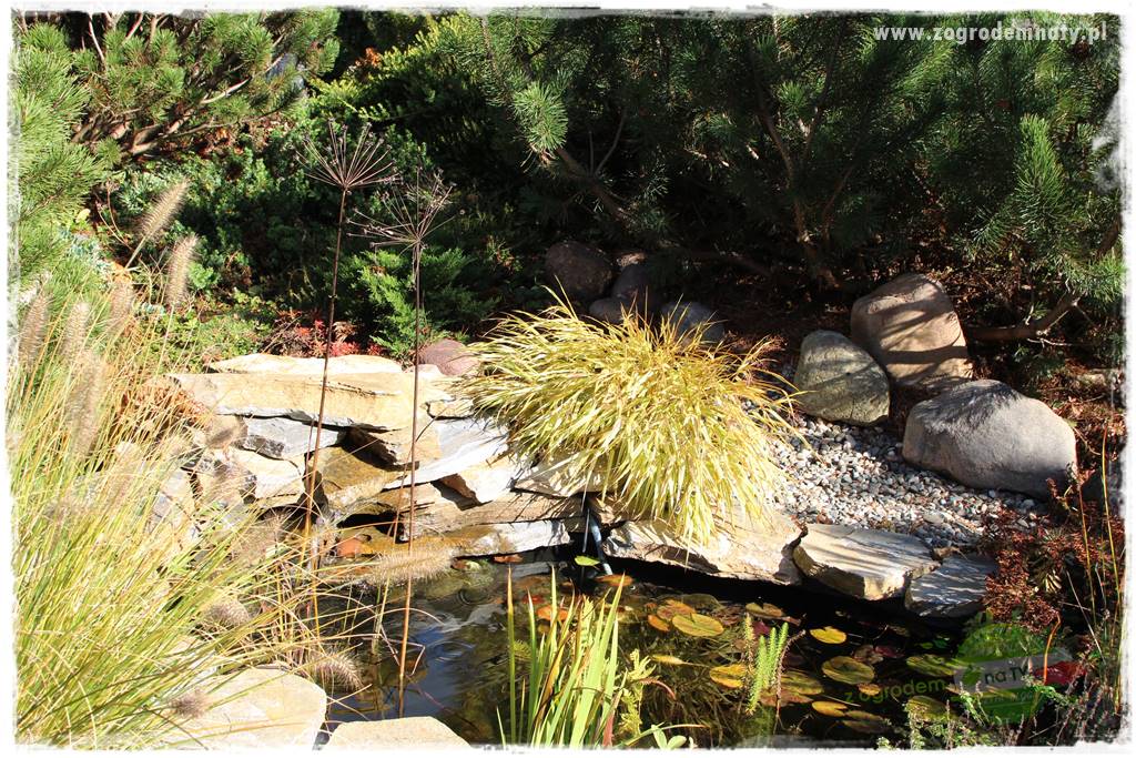 Hakonechloa smukła 26