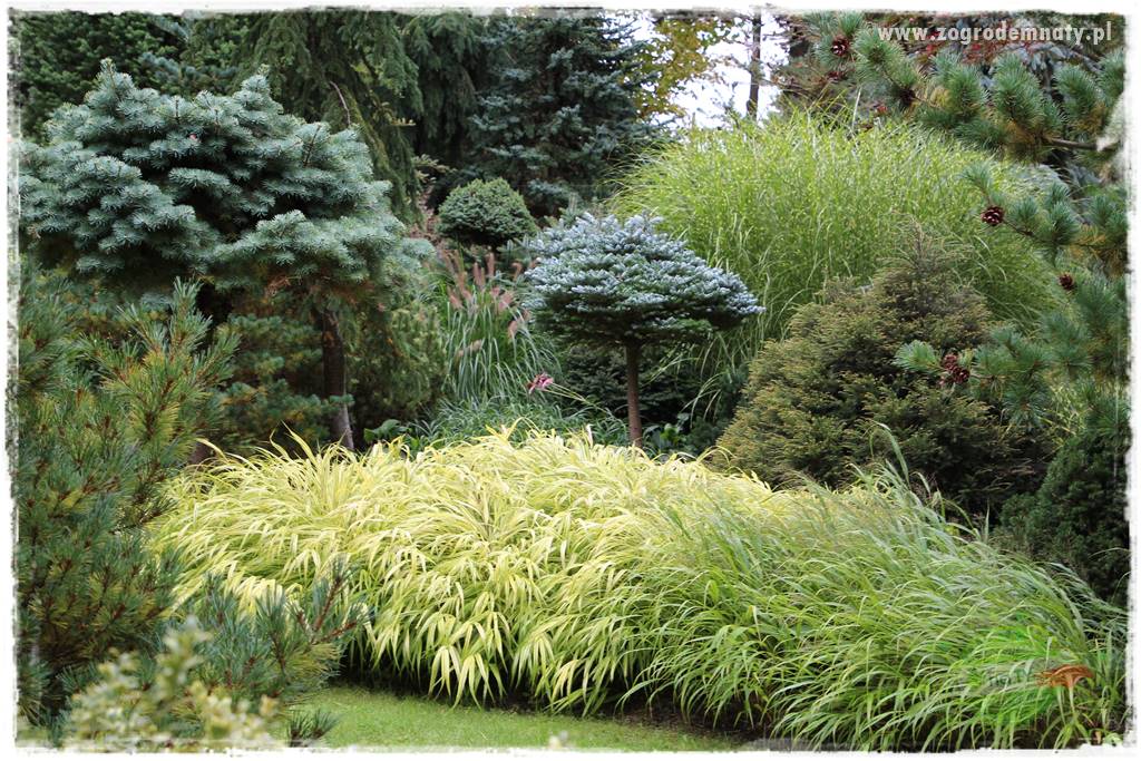 Hakonechloa smukła 27