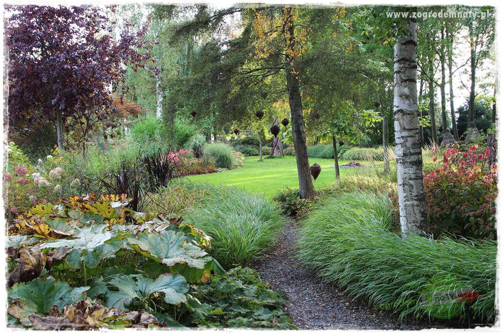 Hakonechloa smukła 28