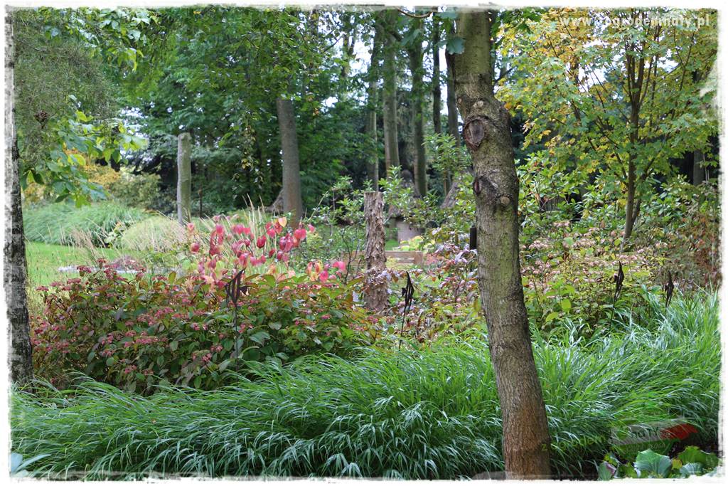 Hakonechloa smukła 29