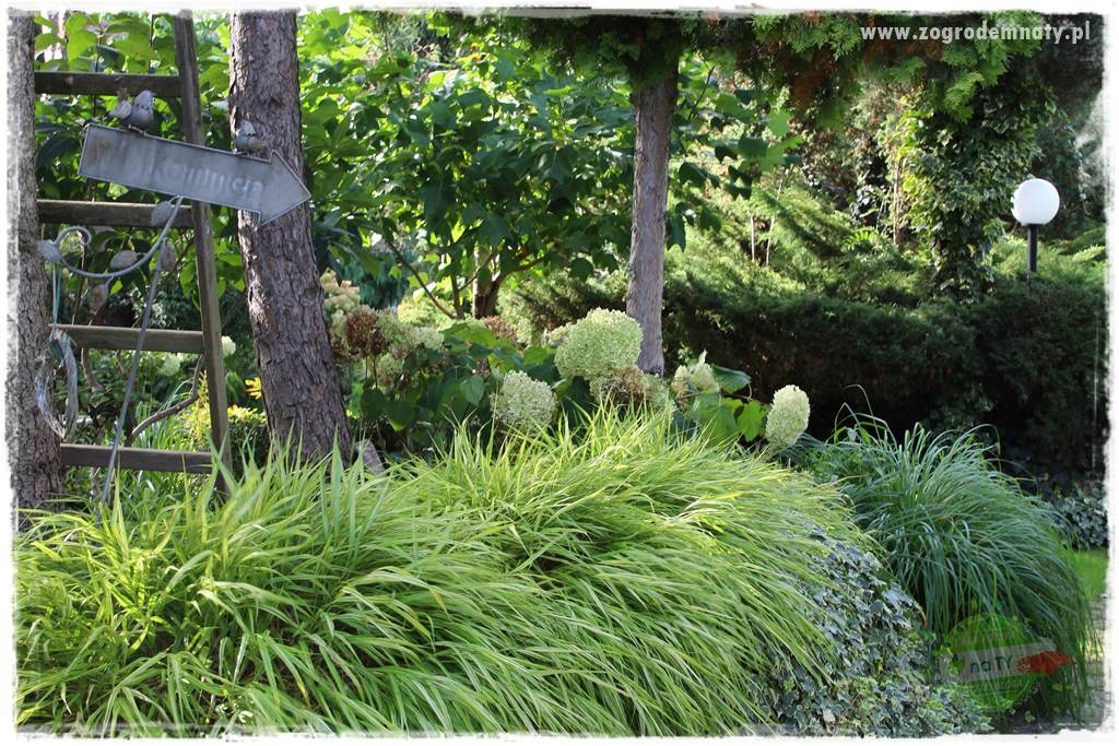 Hakonechloa smukła 3