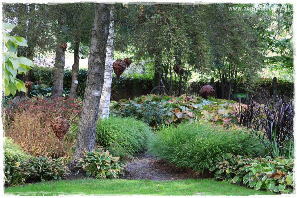 Hakonechloa smukła 30