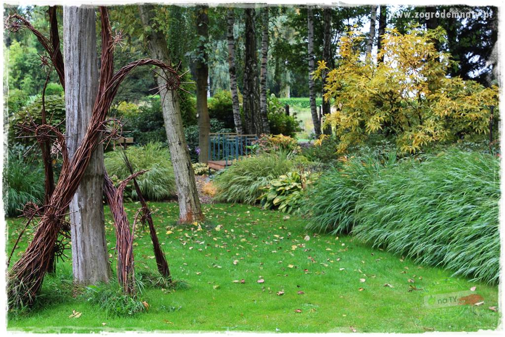 Hakonechloa smukła 31