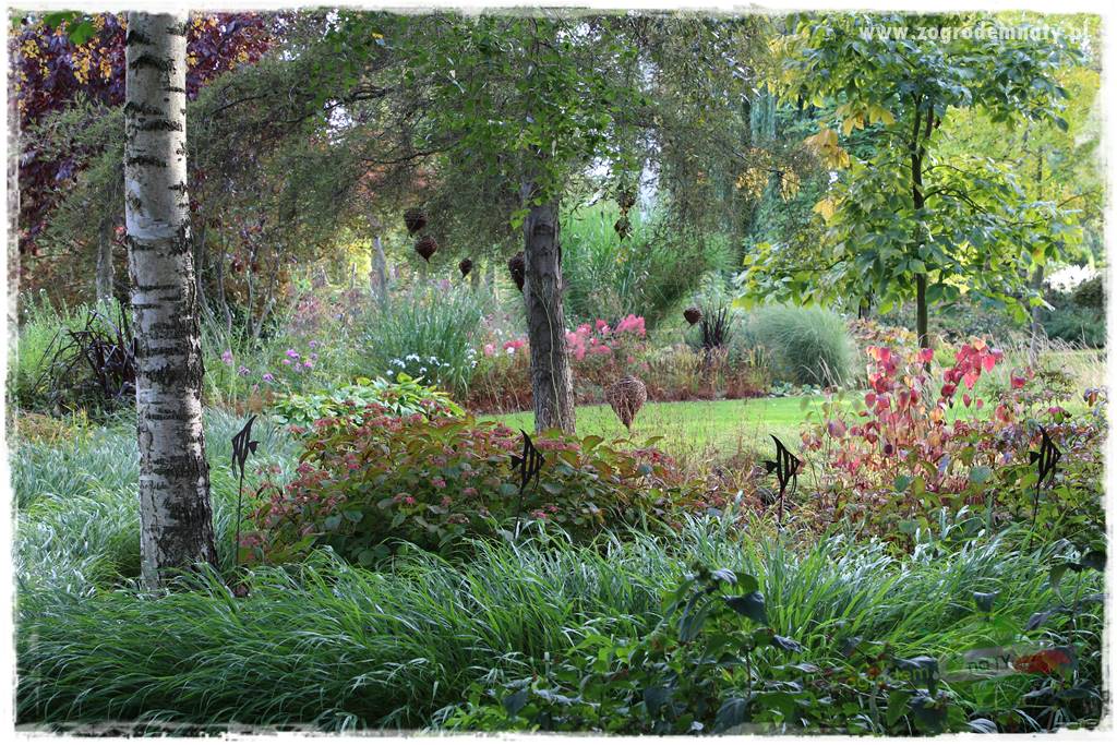 Hakonechloa smukła 32