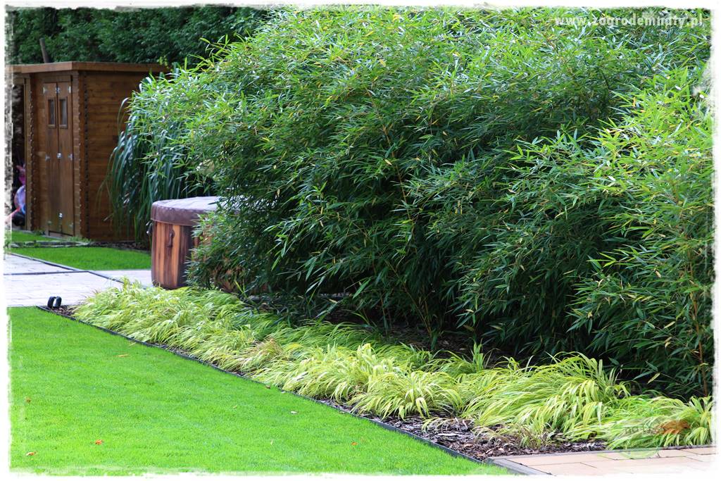 Hakonechloa smukła 34