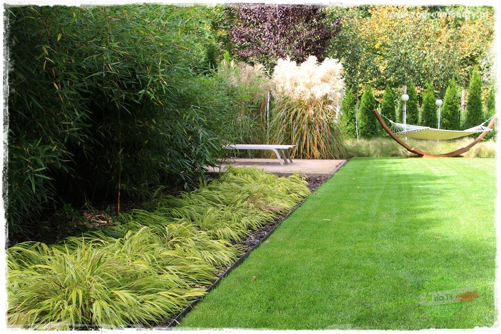 Hakonechloa smukła 35