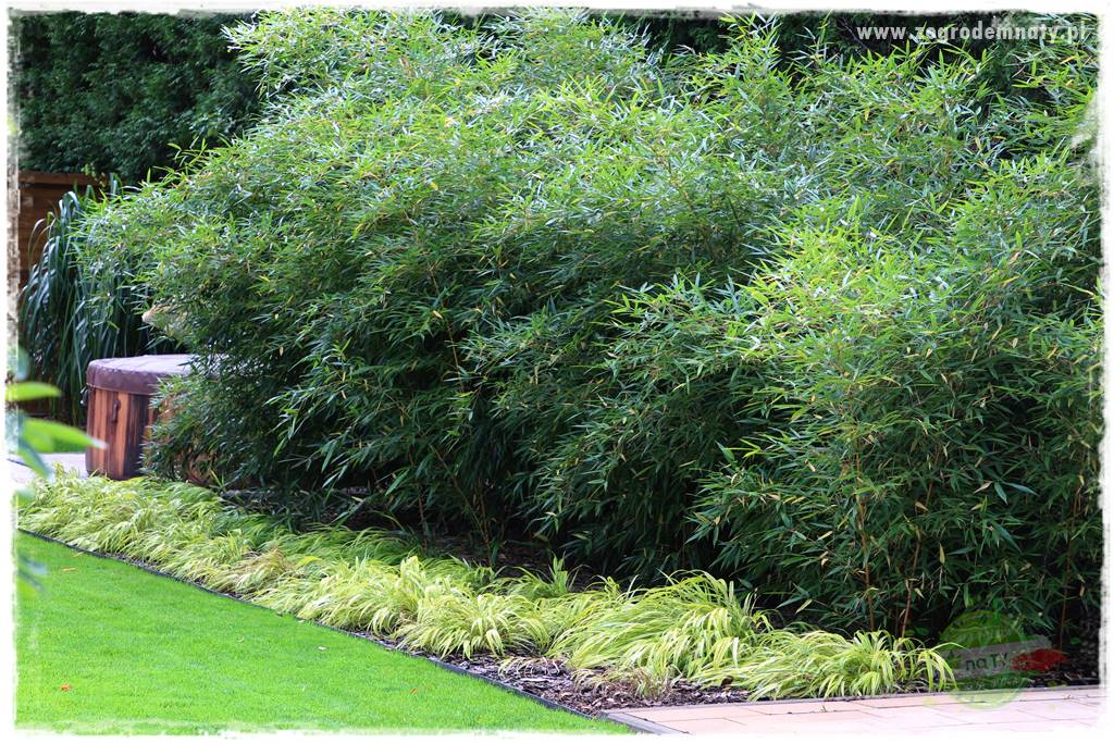 Hakonechloa smukła 36