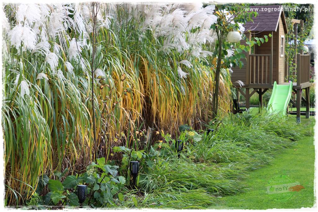 Hakonechloa smukła 37