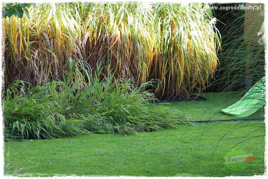 Hakonechloa smukła 38