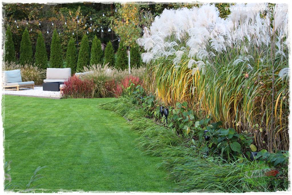 Hakonechloa smukła 39