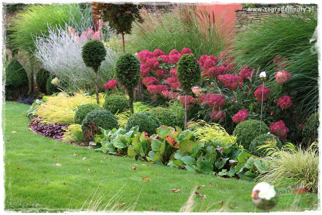 Hakonechloa smukła 41