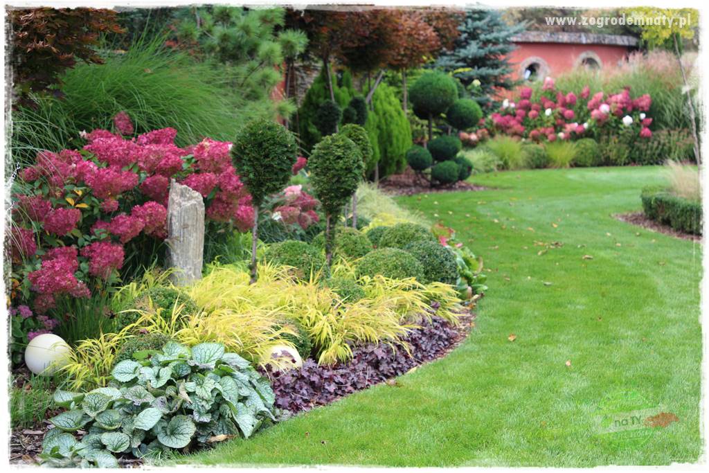 Hakonechloa smukła 42