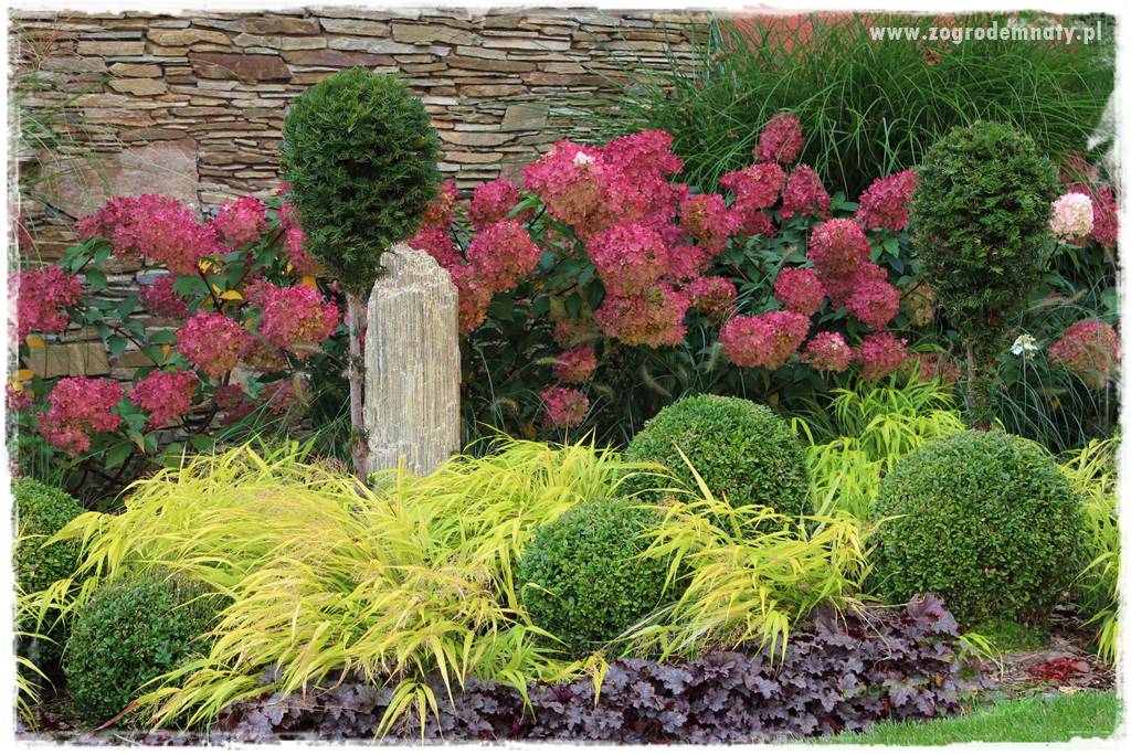 Hakonechloa smukła 43