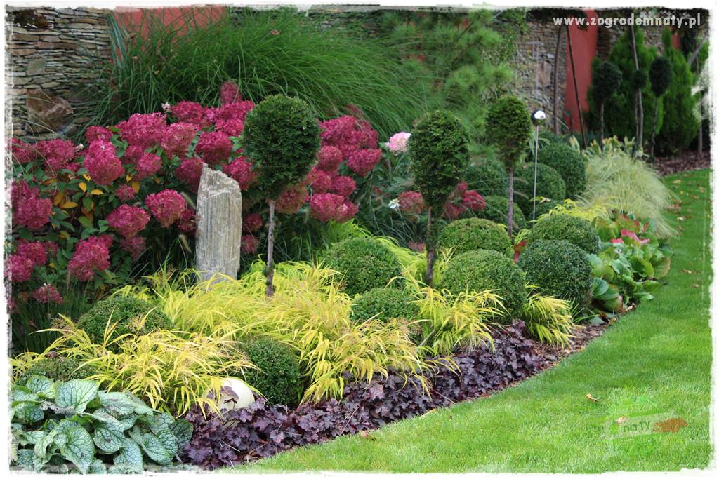 Hakonechloa smukła 44