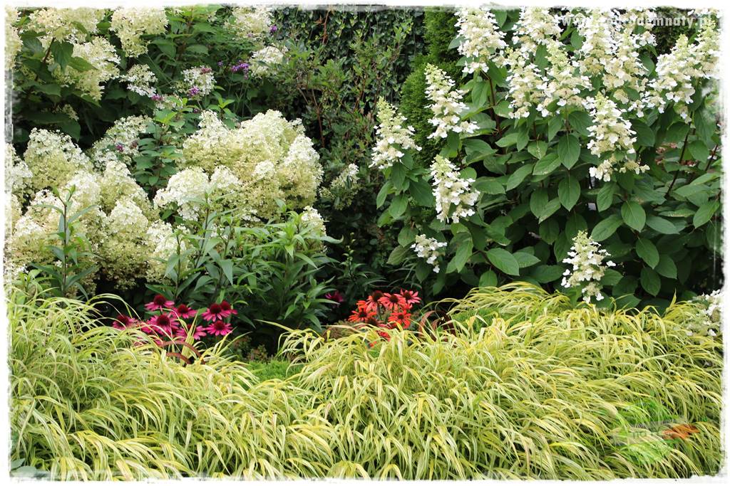 Hakonechloa smukła 46