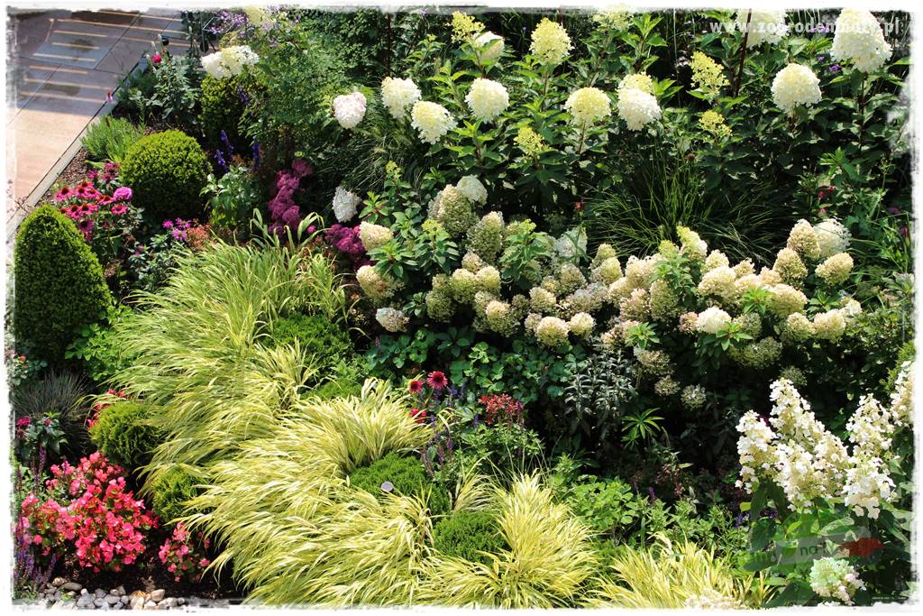 Hakonechloa smukła 47