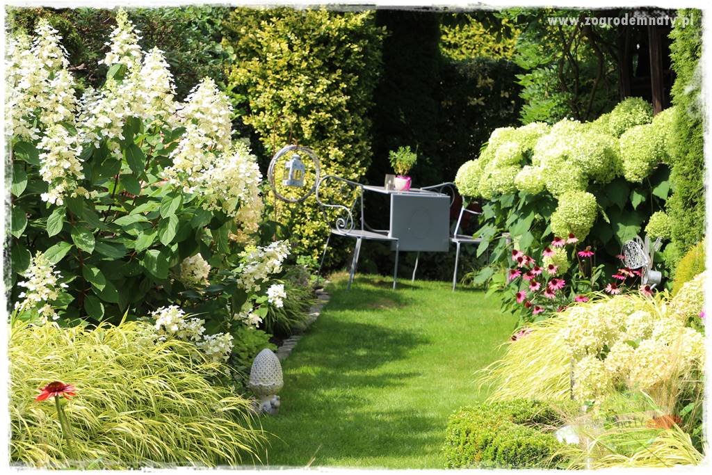 Hakonechloa smukła 48