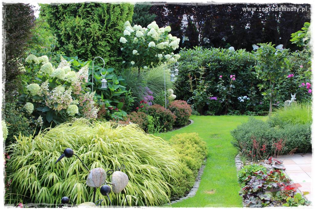 Hakonechloa smukła 49