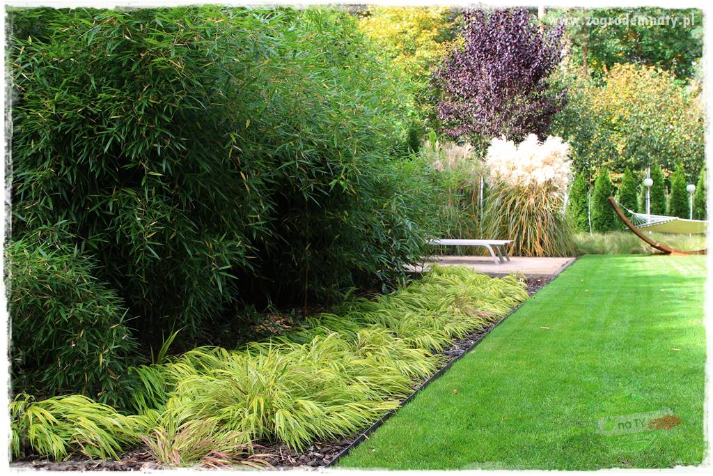 Hakonechloa smukła 5