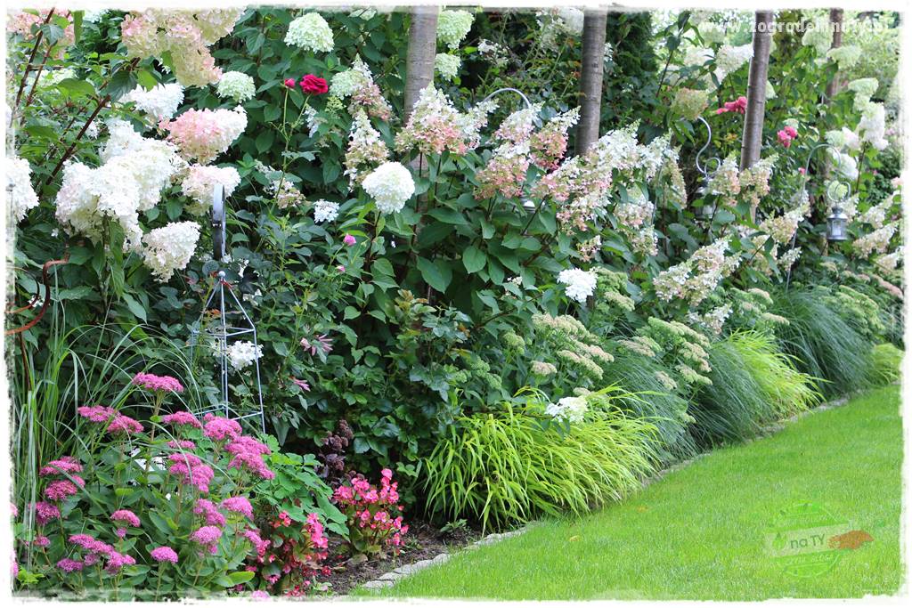 Hakonechloa smukła 50