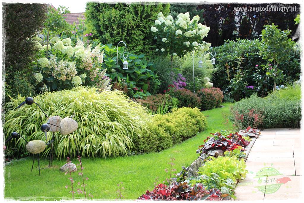 Hakonechloa smukła 51