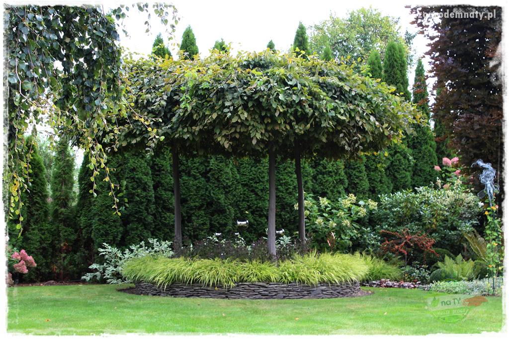 Hakonechloa smukła 54