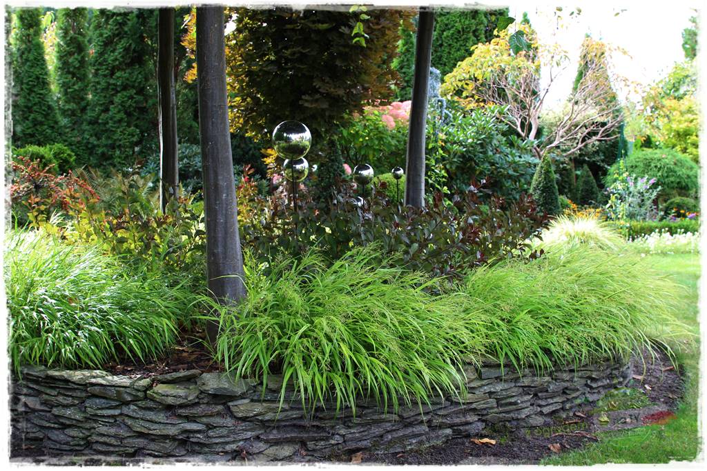 Hakonechloa smukła 55