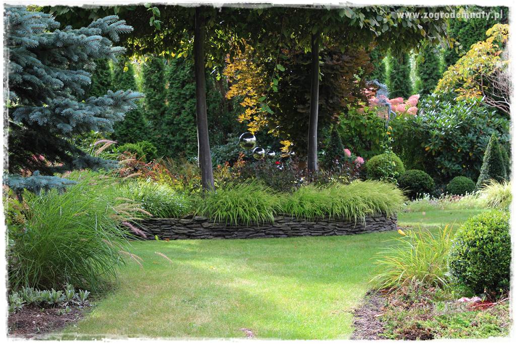 Hakonechloa smukła 56